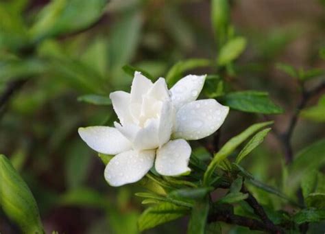 枙子花|枙子花怎么养才开花